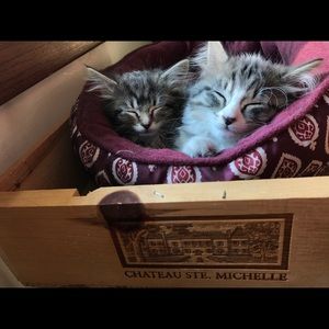 Meet your Posher, Grace